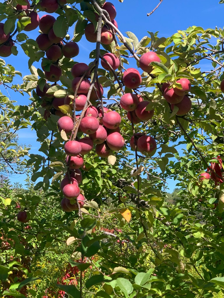 This image has an empty alt attribute; its file name is img_2264.jpeg