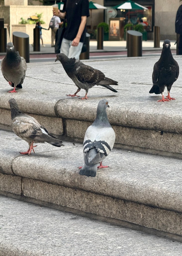 A group of pigeons gathered on stone steps in an urban setting, with a person walking in the background.