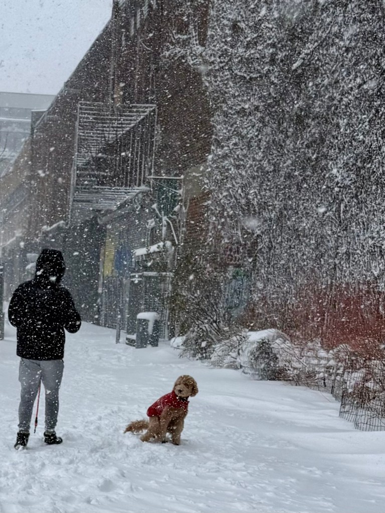 A person wearing a black jacket and gray pants stands in a snowy alley while holding a dog's leash. A small dog in a red jacket is sitting in the snow beside them, surrounded by falling snowflakes.