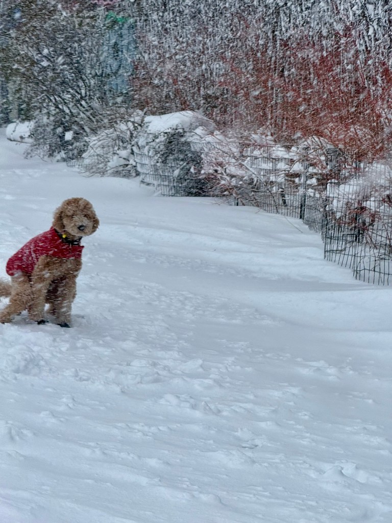 A fluffy dog wearing a red jacket stands in a snowy landscape, surrounded by snow-covered ground and a backdrop of leafless bushes.