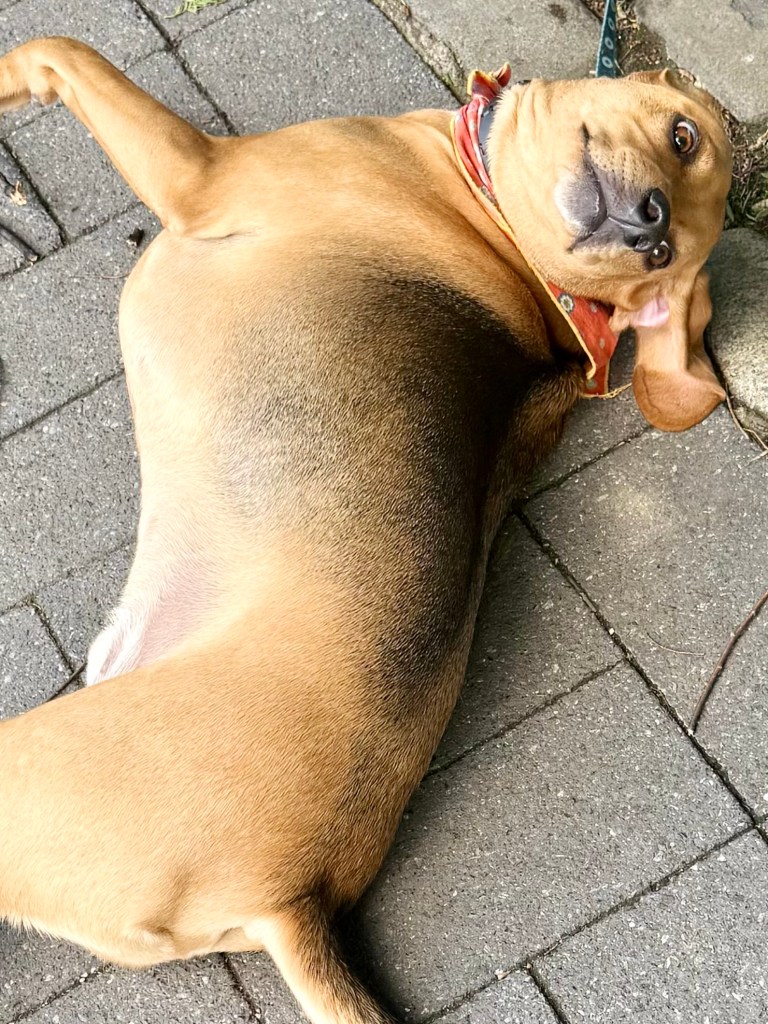 A playful dog lying on its back on a paved surface, with its head tilted and tongue out, showing a relaxed demeanor.