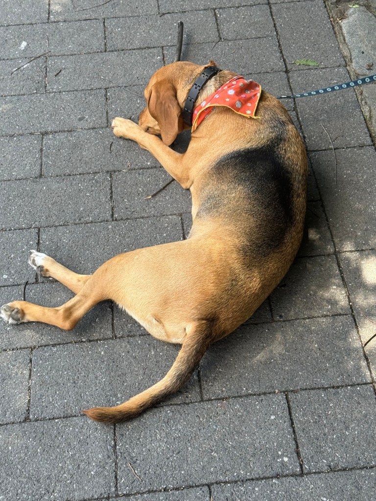 A brown dog lying on a paved surface, wearing a red bandana and resting its head on its paws.