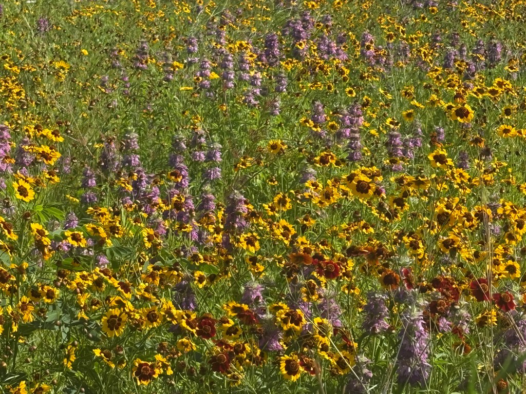 A vibrant field filled with various wildflowers, including yellow sunflowers and purple blossoms, creating a colorful and natural landscape.