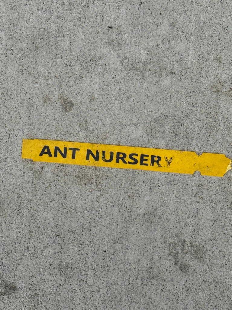 A yellow label on concrete pavement reading 'ANT NURSERY'.
