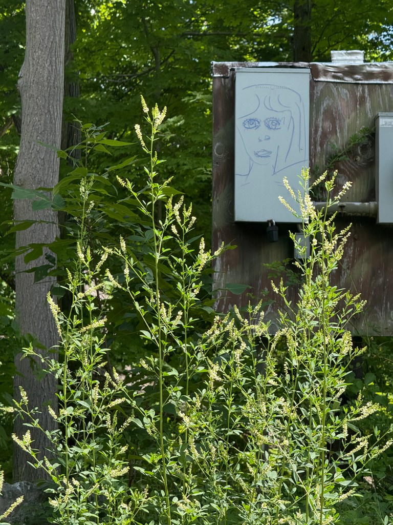 A drawing of a face on a utility box surrounded by tall green grass and trees in a natural setting.