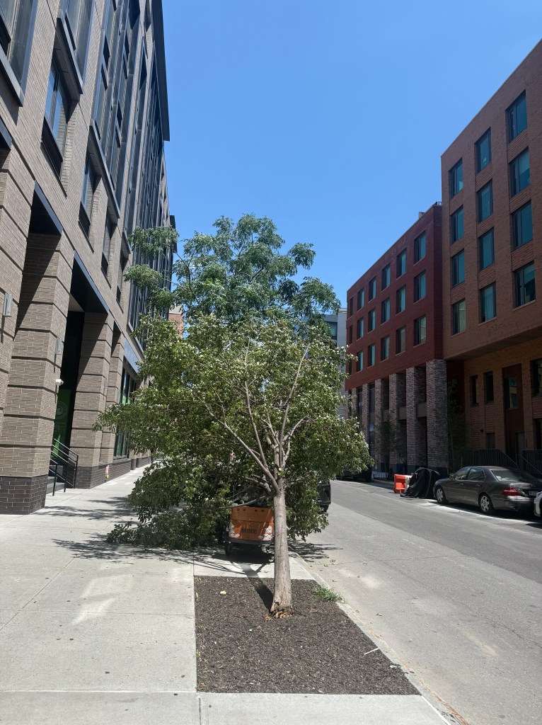 A street scene featuring a small tree on the sidewalk with modern buildings in the background under a clear blue sky.