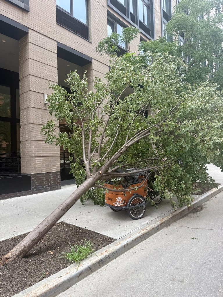A fallen tree leaning against a bicycle rickshaw on a city sidewalk, with a modern building in the background.