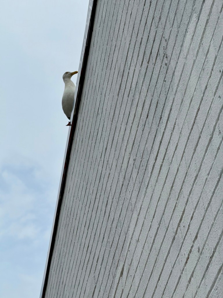 A seagull perched on the edge of a white brick wall against a cloudy sky.