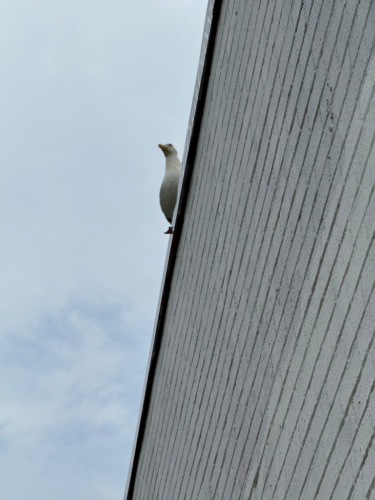 A seagull standing on the edge of a white brick building under a cloudy sky.