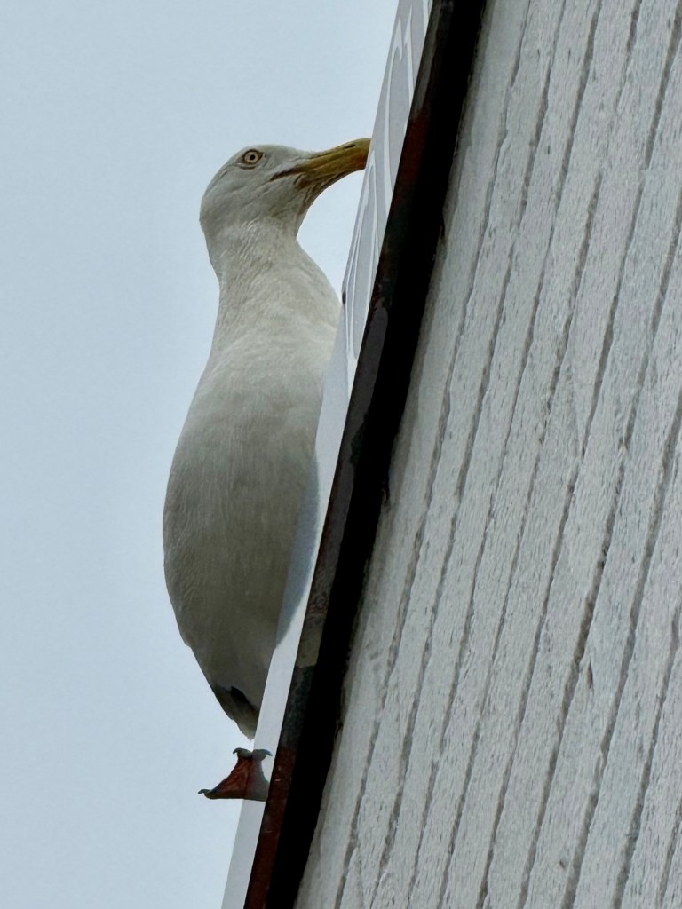A close-up of a seagull perched on the edge of a building, looking towards the camera against a cloudy sky.