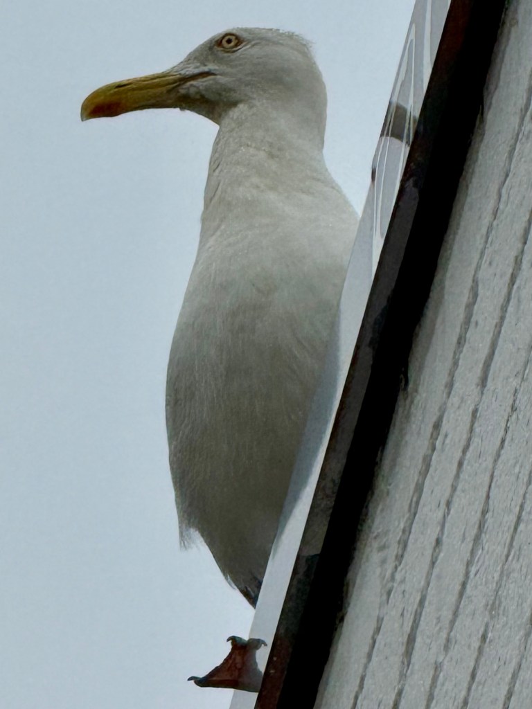 A close-up of a white bird, possibly a seagull, perched on the edge of a building. The bird has a distinctive yellow beak and a curious expression.