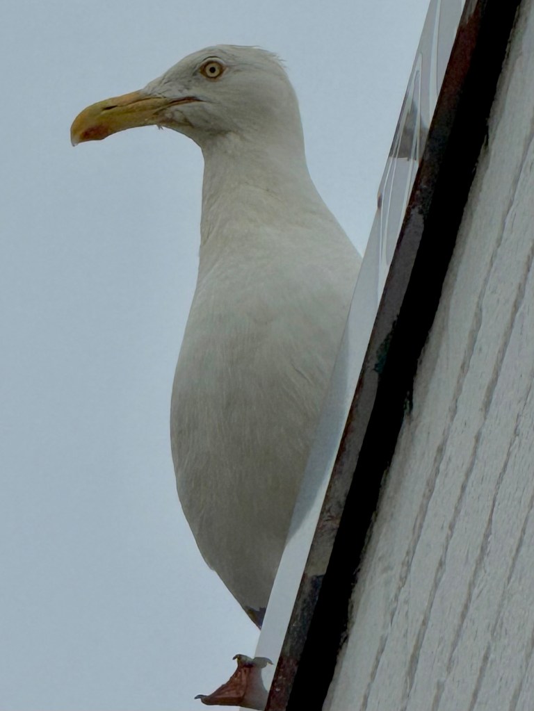Close-up of a seagull perched on the edge of a building, with a light gray sky in the background.