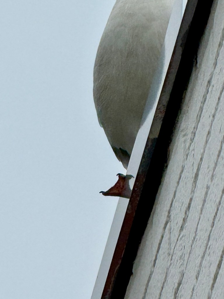 Close-up image of a bird perched on the edge of a roof, showing part of its body and the architectural details of the building.
