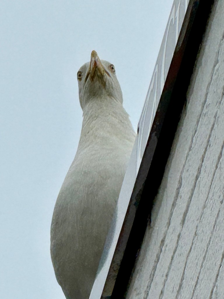 A close-up of a seagull peering over the edge of a building against a gray sky.