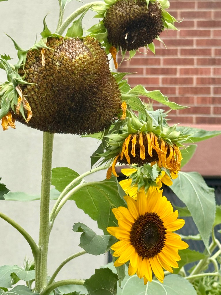 A close-up of sunflowers, featuring wilted and mature seed heads alongside a vibrant yellow sunflower in full bloom.