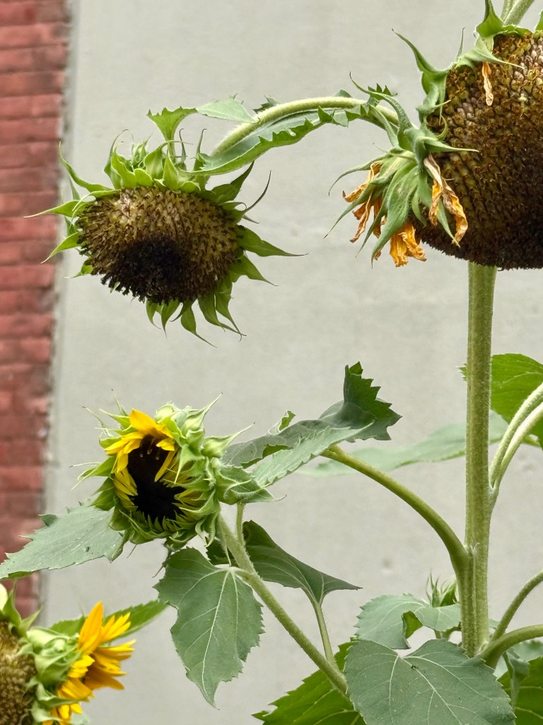 A close-up of sunflowers at various stages of blooming, including one fully open flower and several others in bud form, with green leaves and a blurred brick wall in the background.