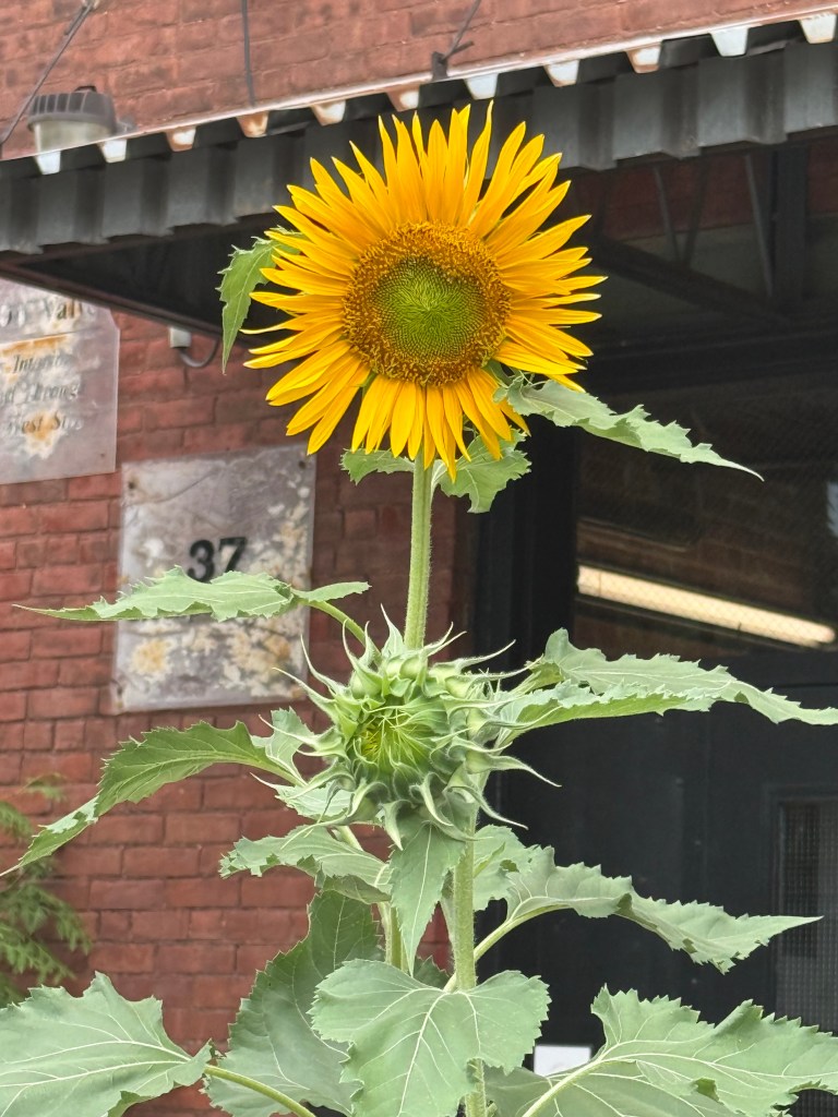 A vibrant sunflower in full bloom with bright yellow petals and a textured center, growing tall above green foliage with an immature sunflower bud beneath it, set against a brick wall.