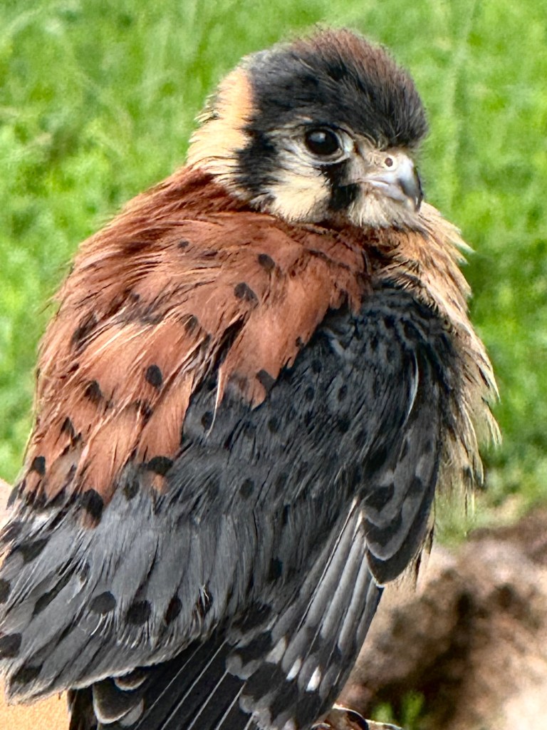 Close-up of a small bird with a mix of brown and black feathers, looking over its shoulder against a blurred green background.