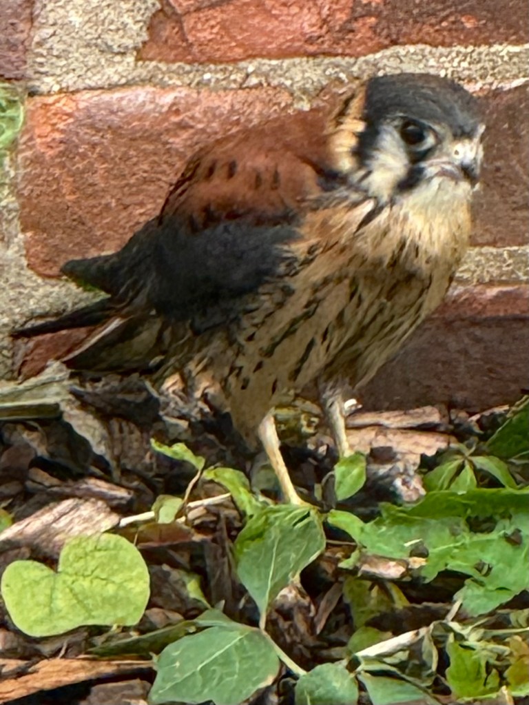 A small falcon perched on the ground amidst green leaves, with a brick wall in the background.