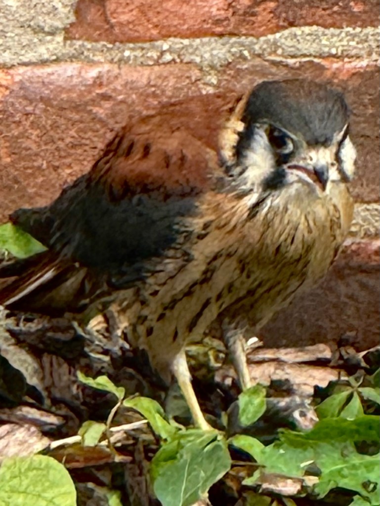 A small bird with brown and gray feathers perched among green leaves and twigs, set against a brick background.