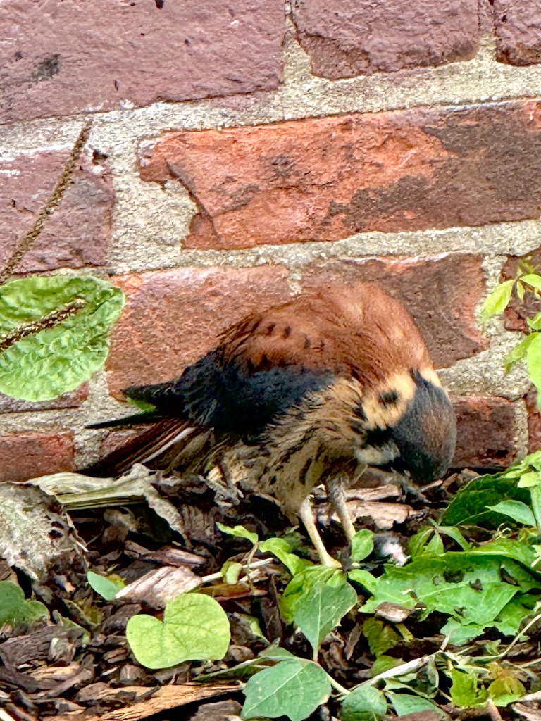 A small bird pecking at the ground near a brick wall, surrounded by leaves and mulch.