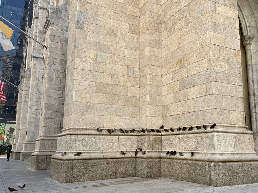 A detailed view of a stone building corner featuring a group of birds perched along the ledge, with flags displayed nearby and reflections of a modern building in the background.