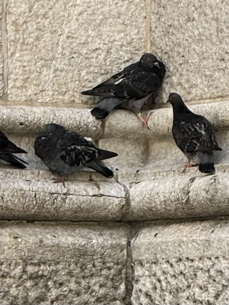 A group of pigeons perched on a textured stone surface.