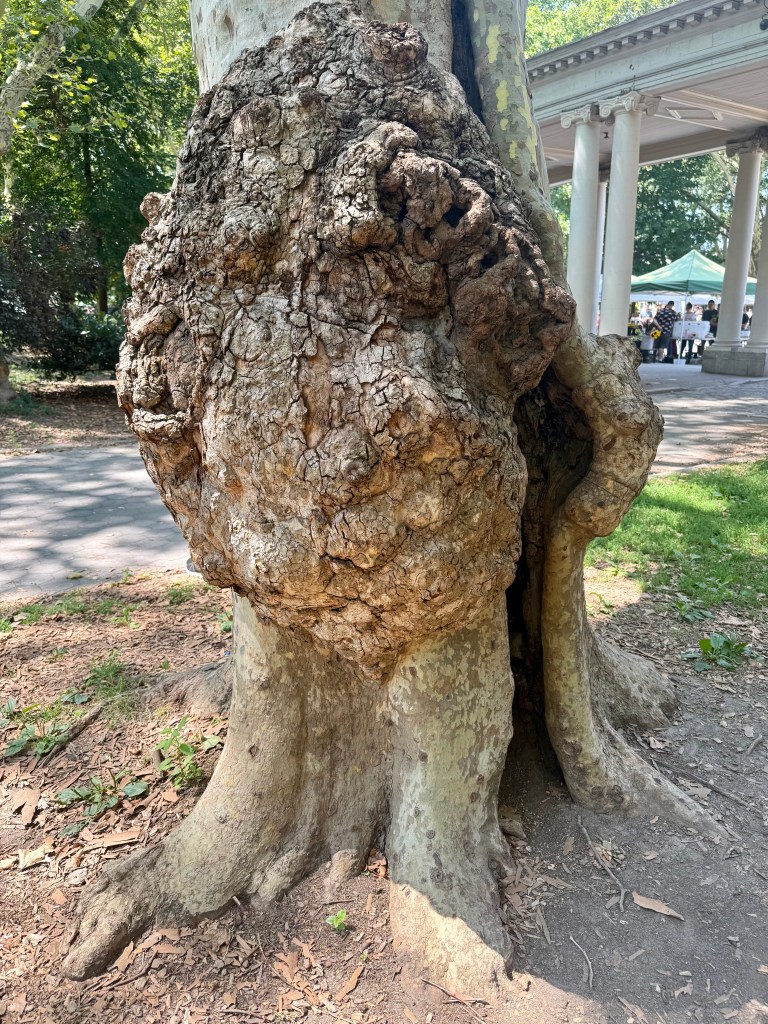 Close-up of a gnarled tree trunk with textured bark, revealing a hollow section and surrounded by grass and pathways.