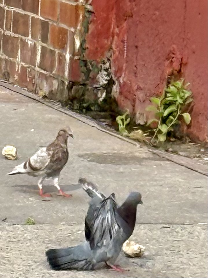 Two pigeons on a sidewalk near a red wall, one with gray feathers and the other with brown and white feathers. There are pieces of food on the ground.