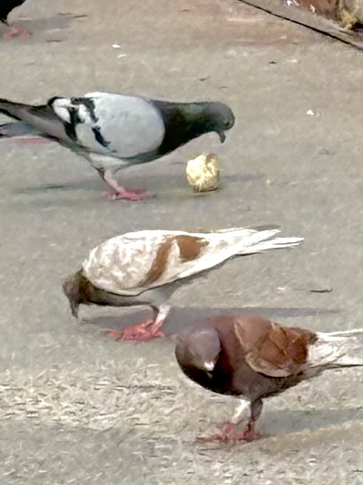 Three pigeons pecking at food on a pavement, one gray with black markings, one white with brown patches, and one reddish-brown.