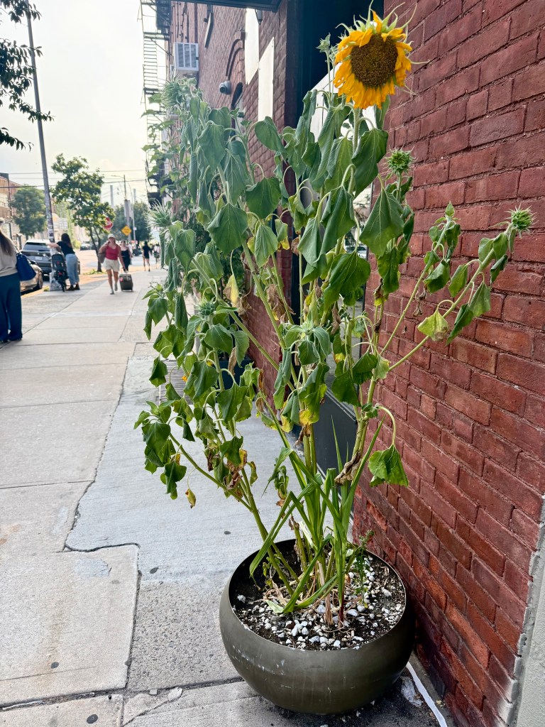 A wilted sunflower plant in a large pot, with several yellow blooms and green leaves, placed along a city sidewalk beside a brick building.