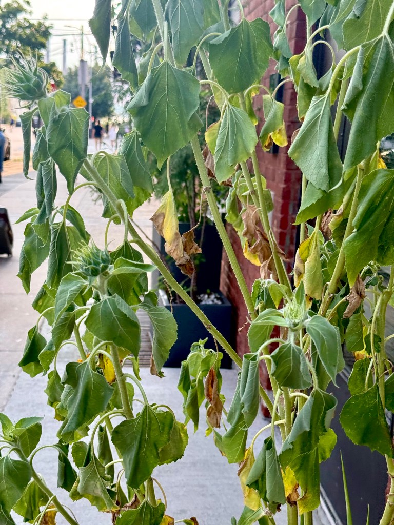 Close-up of wilted leaves on a plant, with some yellowing and browning at the edges, set against an urban background.