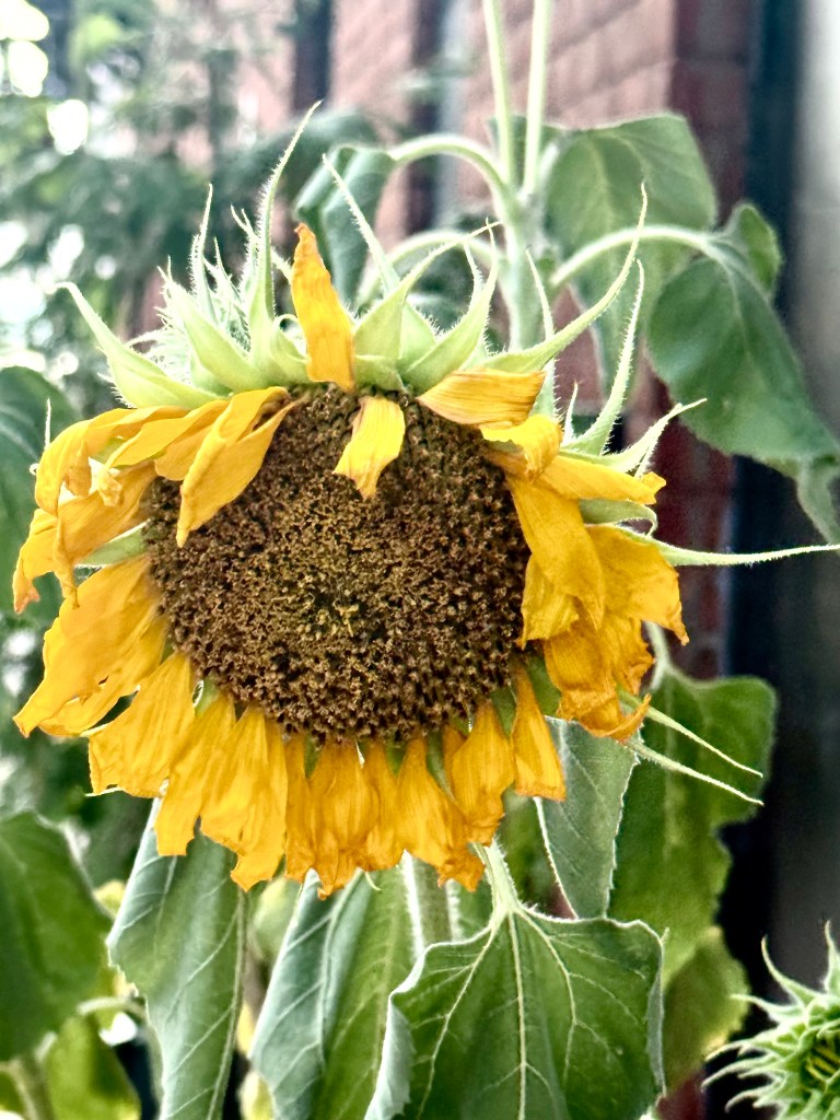 Close-up of a wilted sunflower with yellow petals and a dark center, surrounded by green leaves.