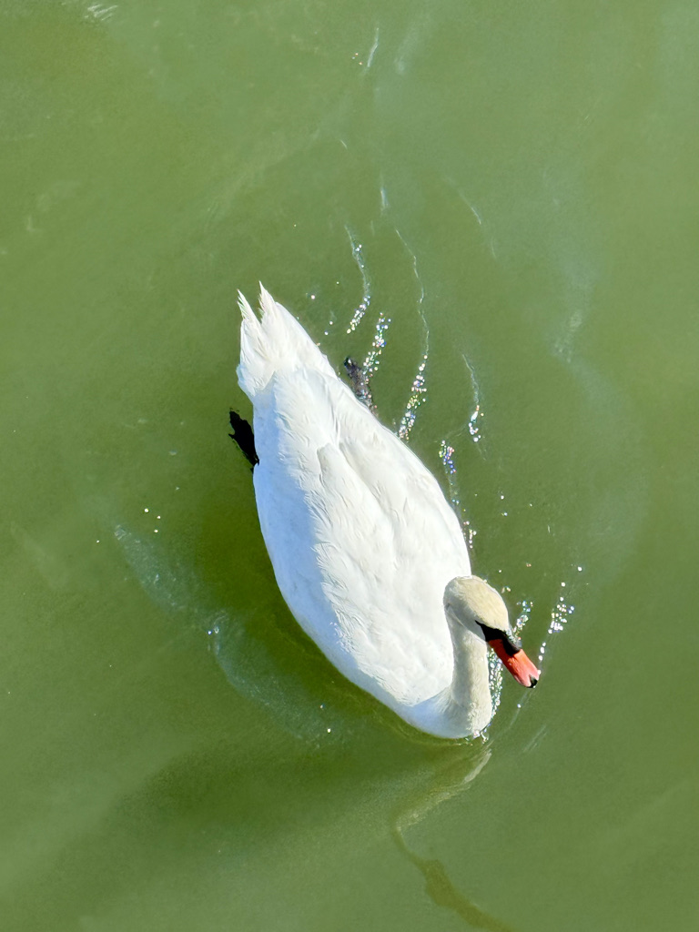 A white swan gracefully swimming on green water with shimmering reflections.