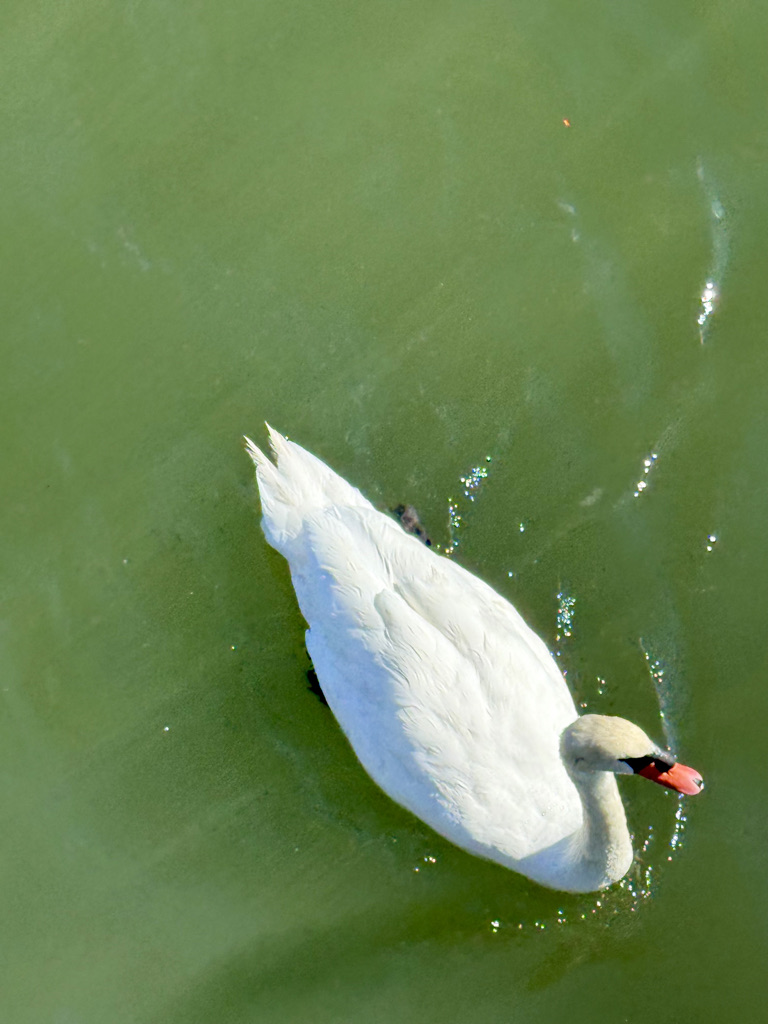 A white swan swimming in green water, showcasing its elegant neck and feathers.