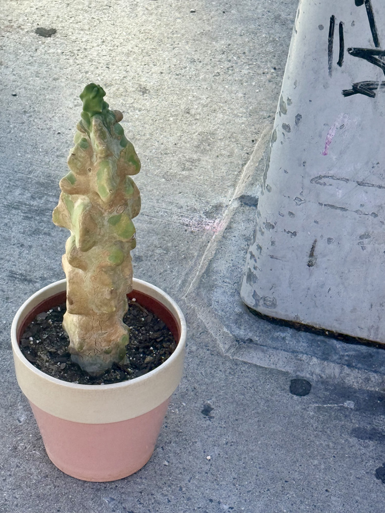 A tall cactus in a flower pot, sitting on a concrete surface next to a pole.