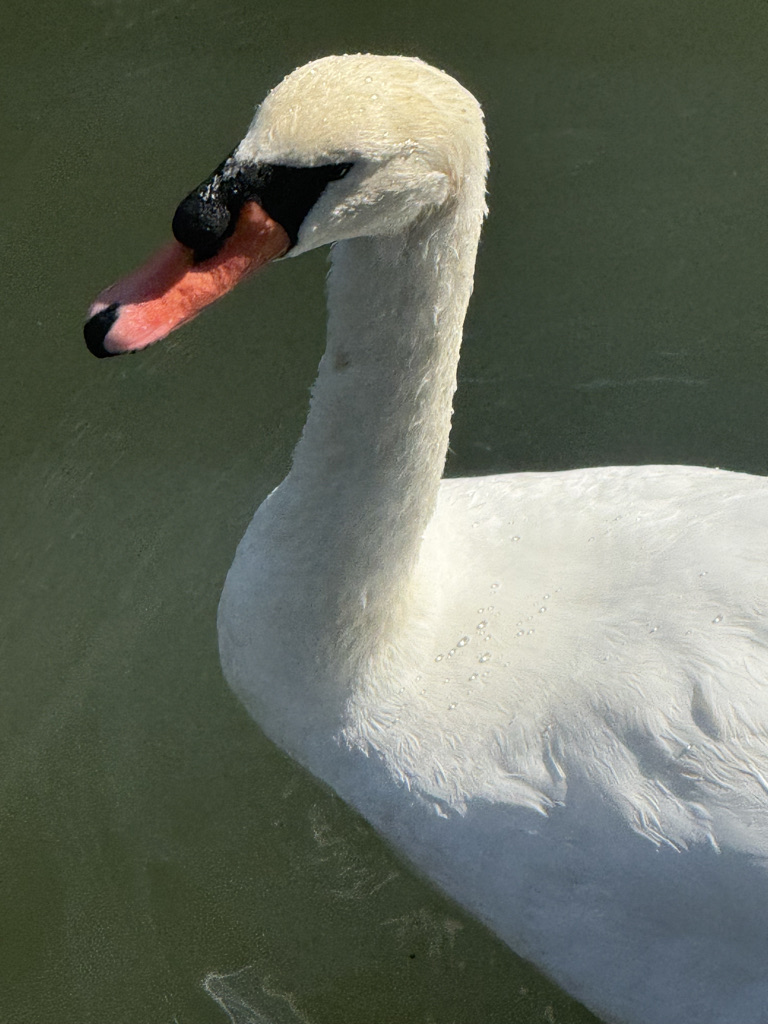 Close-up of a white swan with a black beak and pinkish-orange bill, swimming in calm green water.