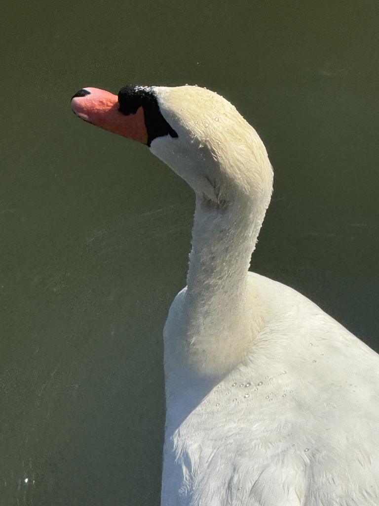 A close-up of a swan's head and neck, showcasing its white feathers and distinctive black-and-pink beak.