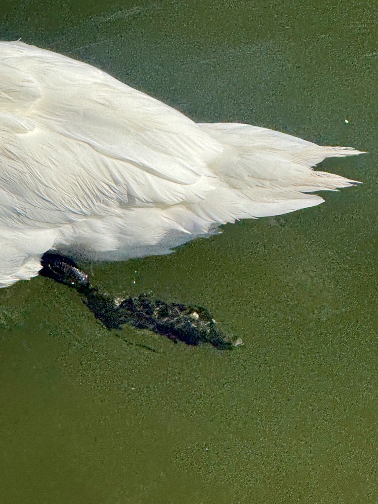 A close-up view of a swan's white feathers partially submerged in green water, with a small dark shape, likely a duckling, swimming nearby.