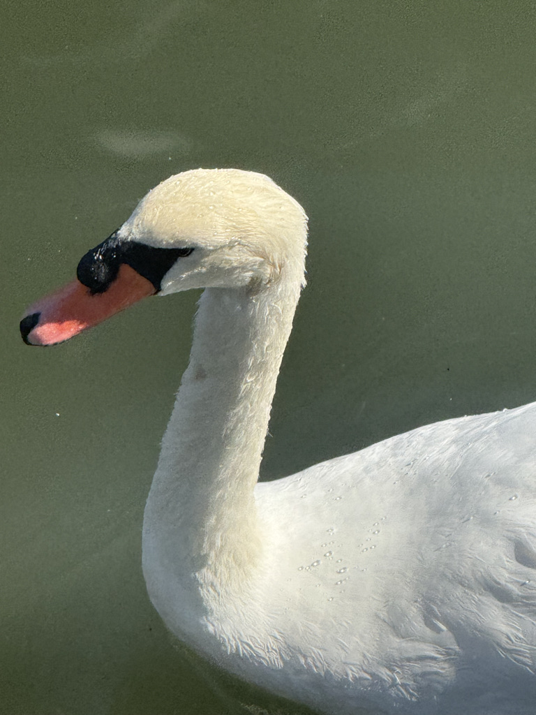 A close-up of a white swan's head and neck, showcasing its elegant features and distinctive orange beak.