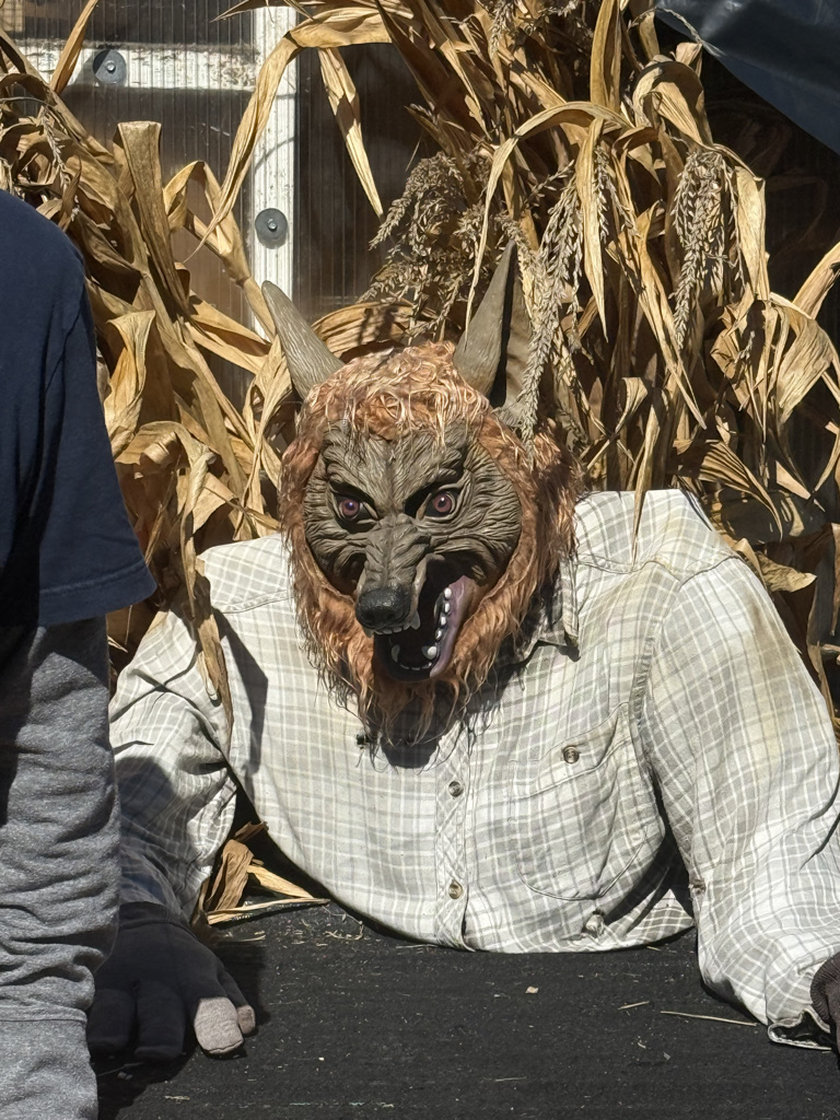 A wolf mask resting on a mannequin with a plaid shirt, surrounded by dried corn stalks.