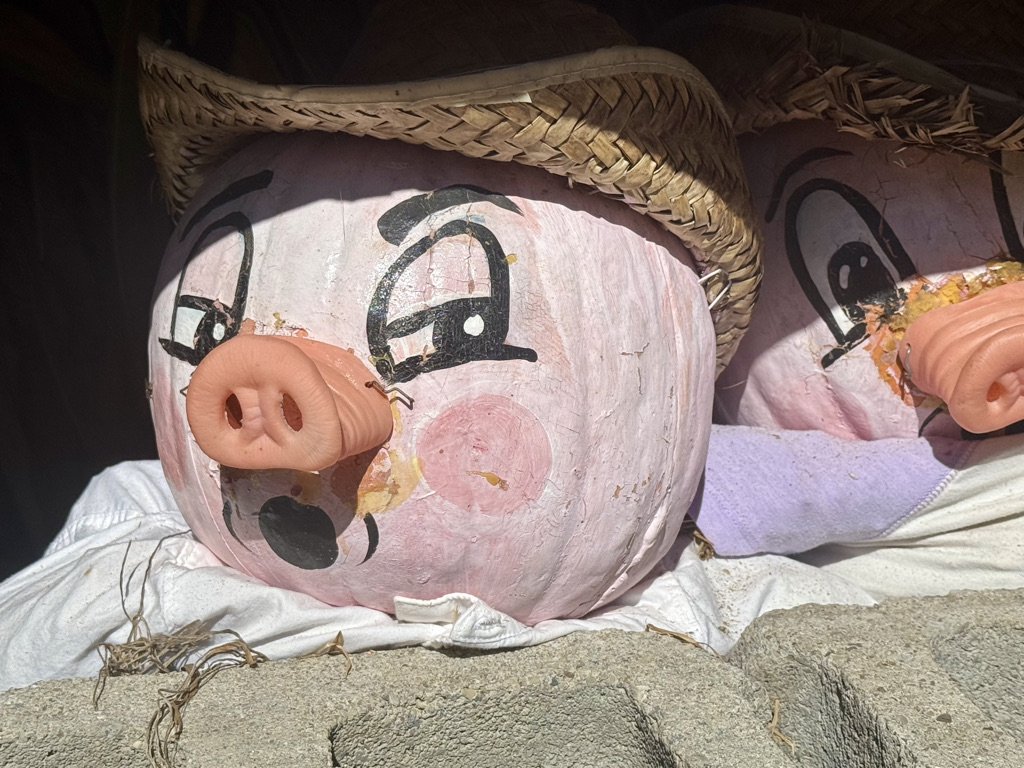 Two painted pumpkins designed to look like pigs, with straw hats, resting on a white cloth.