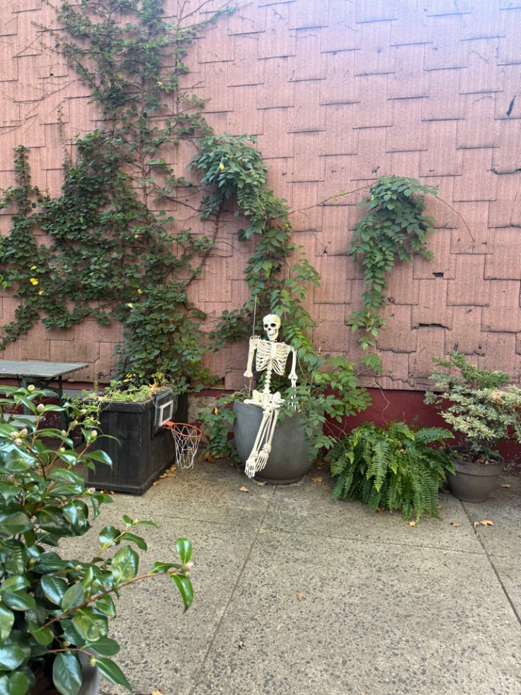 A skeleton sitting among plants in a courtyard with a pink wall background and a small basketball hoop nearby.