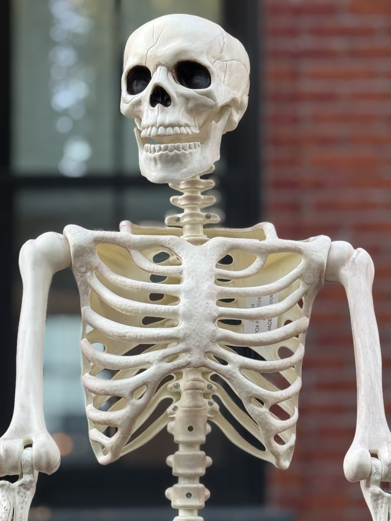 A close-up of a human skeleton model, showcasing the skull and ribcage, against a blurred brick background.